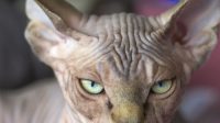 Sphynx Kucinta Tanpa Bulu dan Sangat Aneh