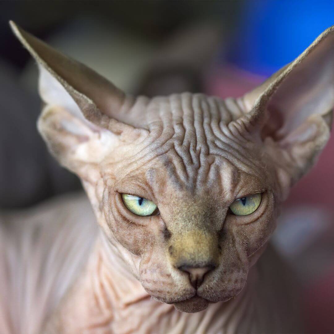 Sphynx Kucinta Tanpa Bulu dan Sangat Aneh