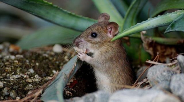 Menghilangkan tikus dari rumah