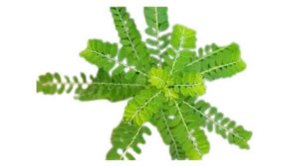Daun Meniran