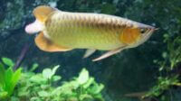 Ikan Arwana Menurut Feng Shui
