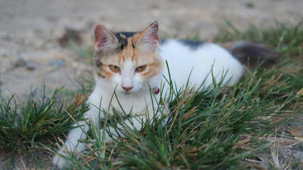 Tanaman Pengusir Kucing Liar